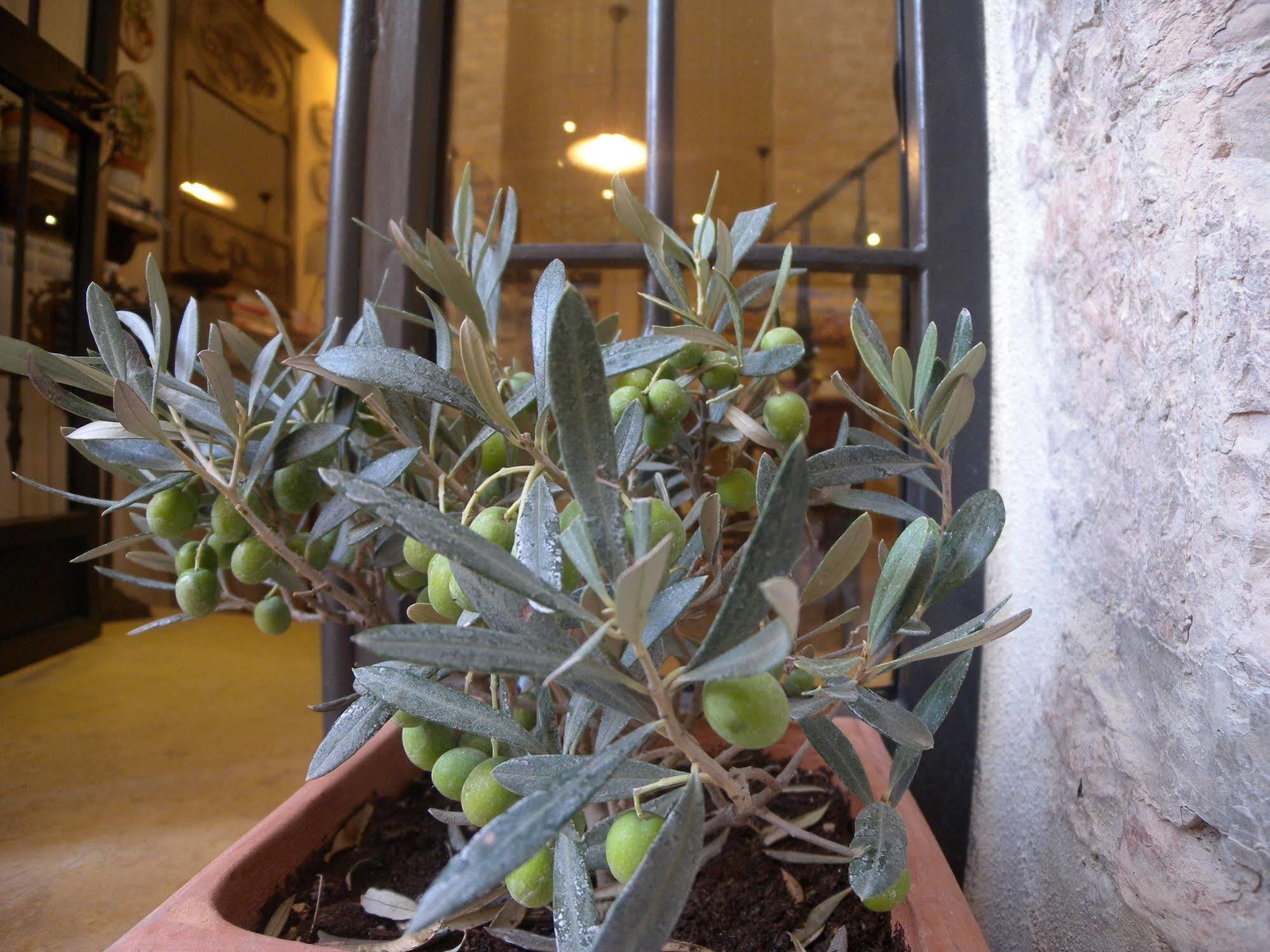 Bed And Breakfast A Casa Delle Fate Assis Exterior foto